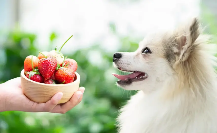 Can Dogs Eat Fruit? Safe Choices & Portion Sizes