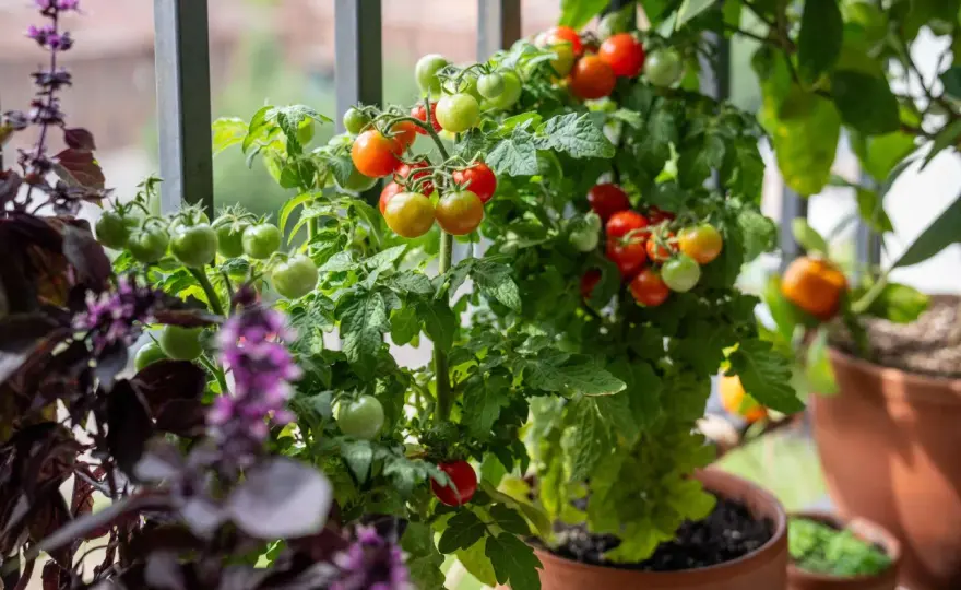 Tomaten pflanzen - der richtige Zeitpunkt für Beet und Balkon