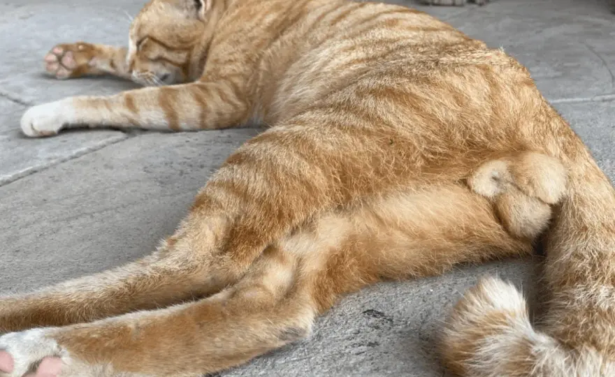 Chaton mâle 4 mois - Testicules non descendus : Que faire ?
