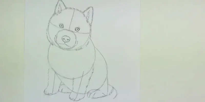 Jak łatwo narysować psa husky krok po kroku dla początkujących