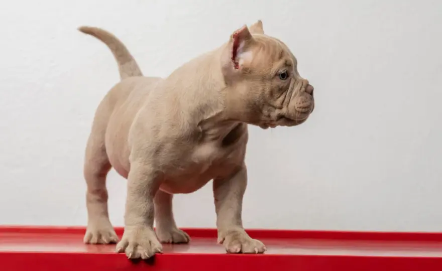 American bully mini - czym naprawdę jest i jak wybrać zdrowego psa?