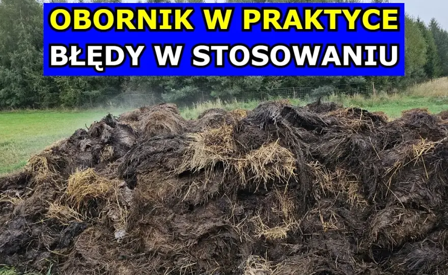 Ile obornika na hektar pod zboża: uniknij błędów w nawożeniu