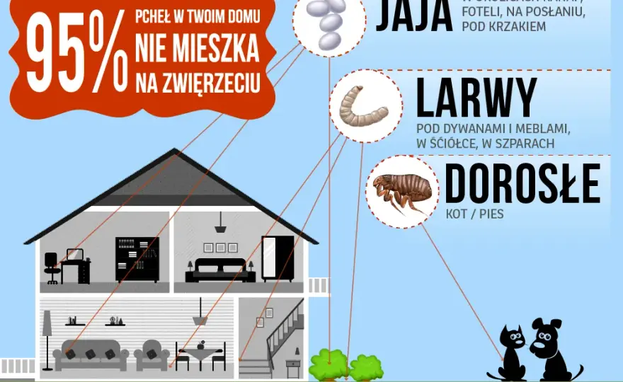 Jakie są objawy pcheł u psów i kotów: co warto wiedzieć o pchłach?