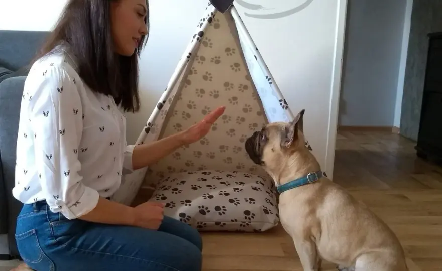 Tipi dla psa DIY: Stwórz stylowy azyl z szyciem i bez!