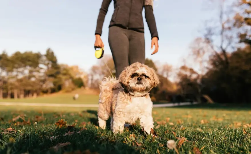 Trucos para perros - Mejora la convivencia sin frustración
