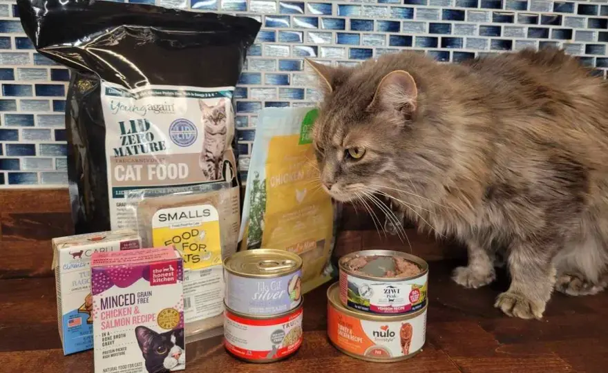 Cat Pancreatitis Diet - What to Feed & What to Avoid
