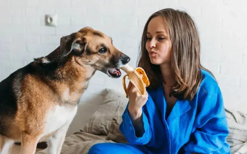 Czy pies może jeść miód? Korzyści i zagrożenia dla pupila