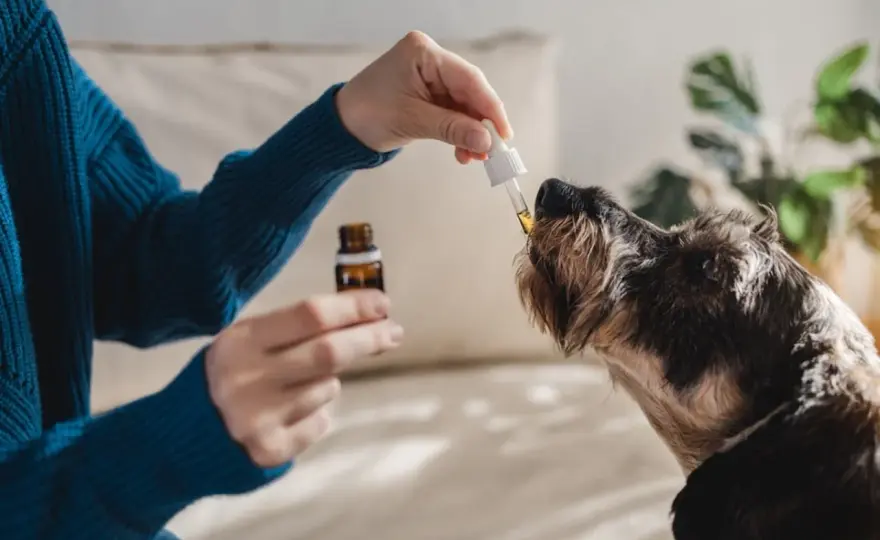 Clavaseptin dla psa - Kiedy pomaga, a kiedy szkodzi?