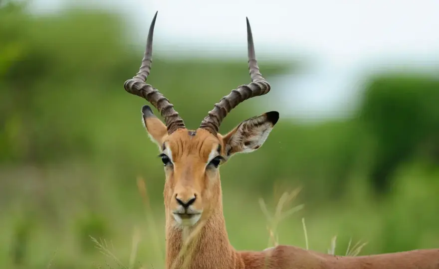Impala - Antílope africano: ¿Qué es y por qué es clave?