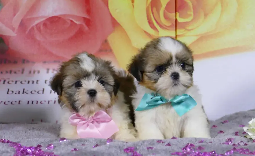Shih Tzu - ¿Es el perro ideal para ti? Guía completa