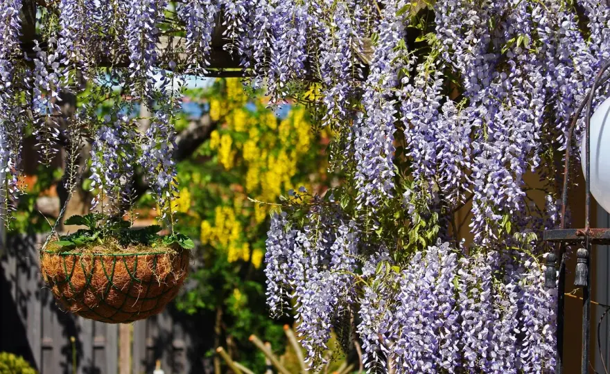 Rampicanti per balcone assolato - Le 6 migliori e come coltivarle