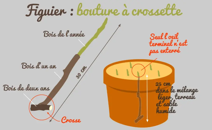 Comment bouturer un figuier et le planter au jardin