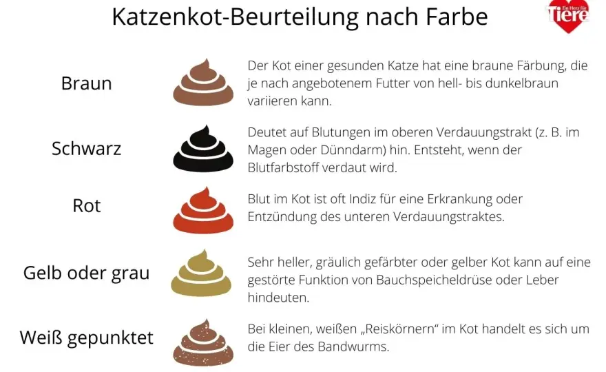 Katzenkot richtig deuten - Warnsignale, Ursachen und Tipps