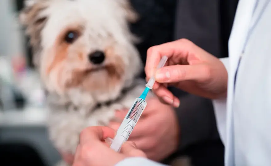 Insuficiencia suprarrenal en perros - ¿Addison o algo más?