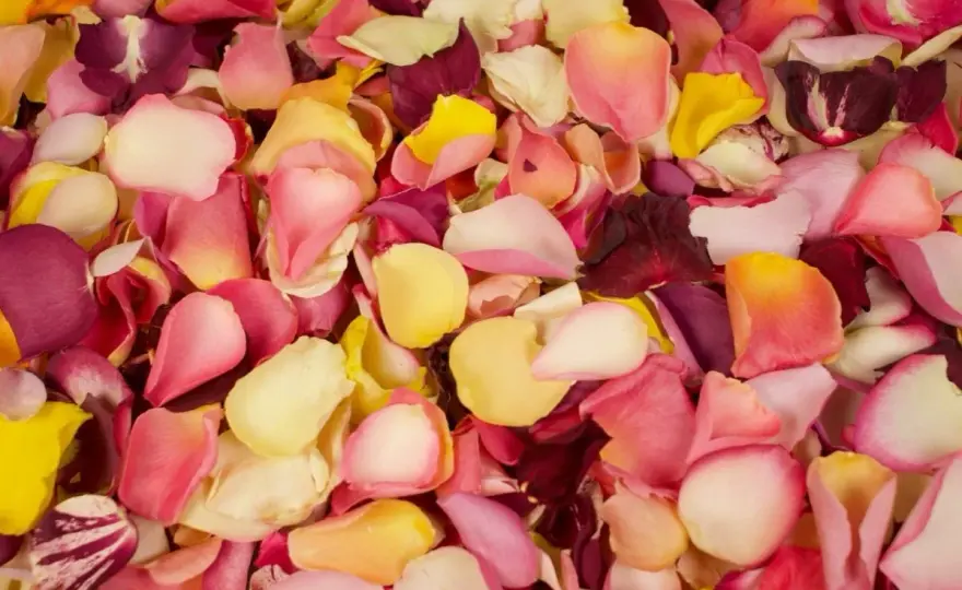 Pétale de rose - Secret de sa beauté et usages déco
