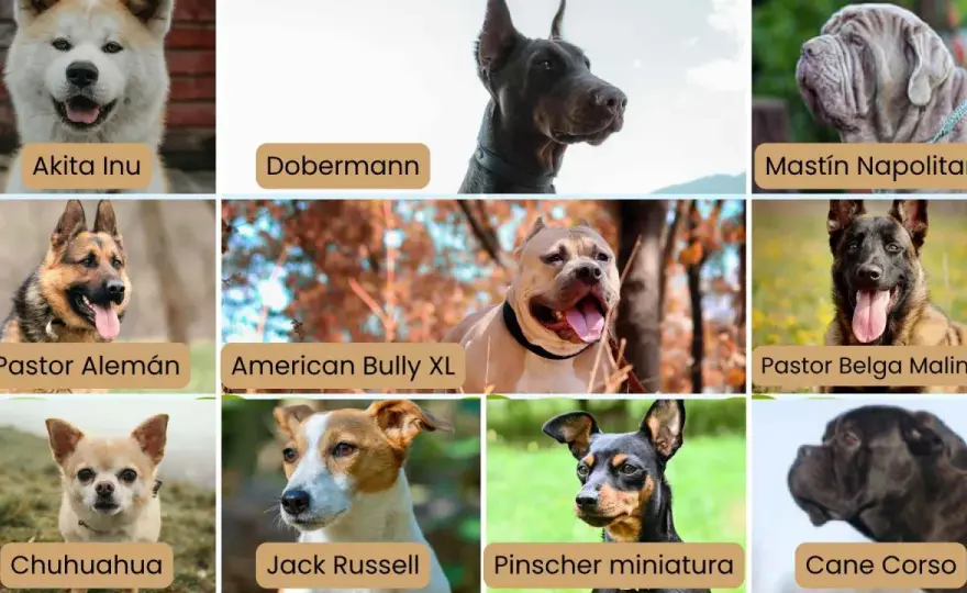 Perros peligrosos en España - Guía legal y convivencia segura