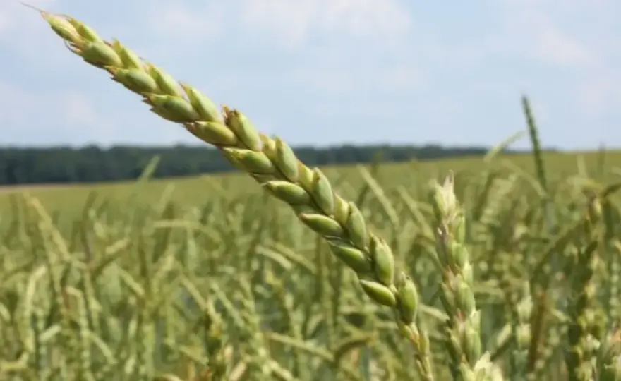 Dinkel Ertrag pro Hektar - Was ist realistisch?
