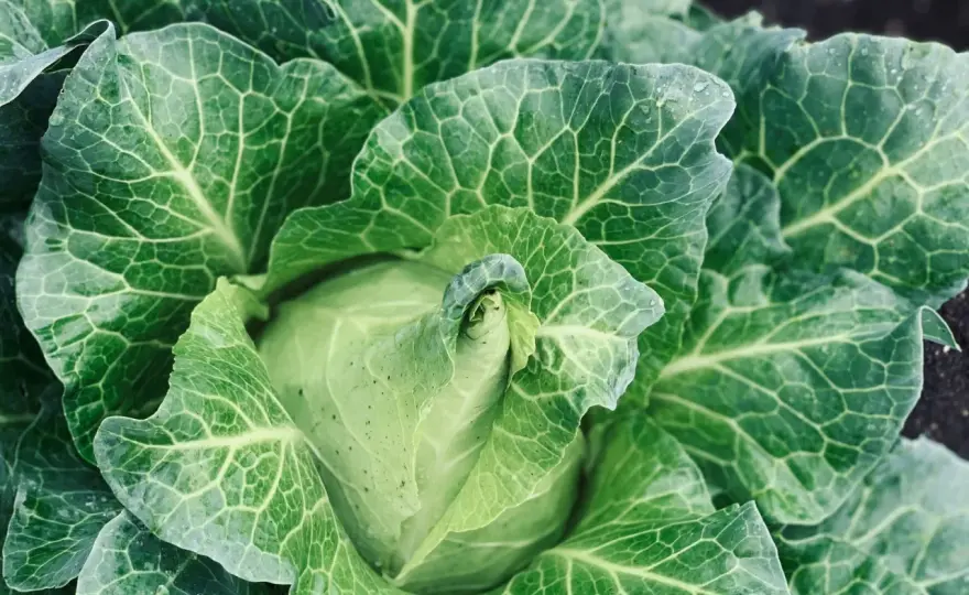 Spitzkohl ernten - wann er reif ist und wie er frisch bleibt