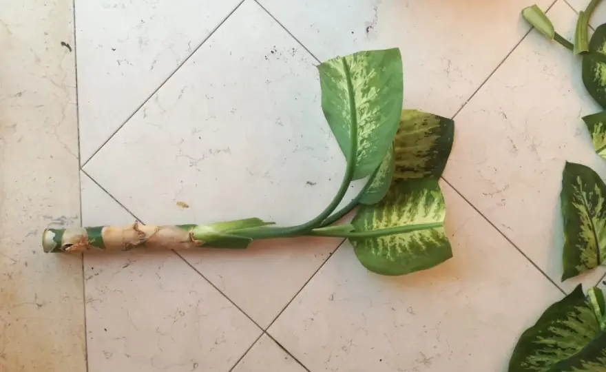 Dieffenbachia in casa, cura e moltiplicazione senza errori