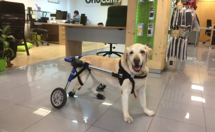 Ataxia en perros - ¿Por qué se tambalea? Guía completa
