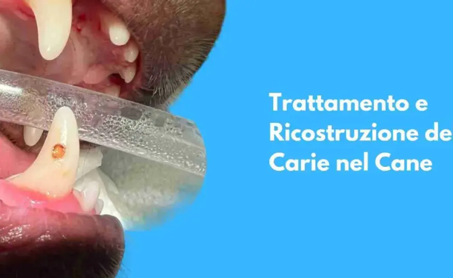 Canino cariato o sensibile? Segnali, cause e cure da conoscere