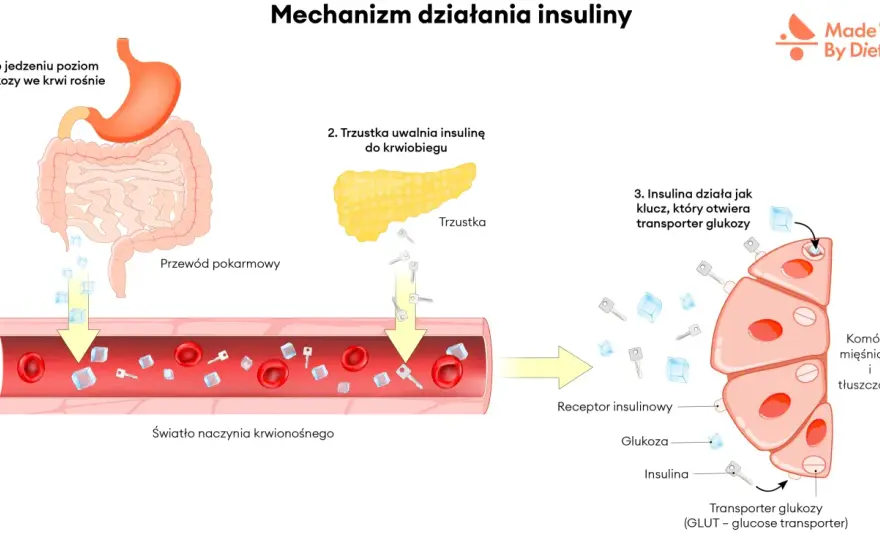 Insulina i Glukagon - Jak sterują cukrem we krwi?