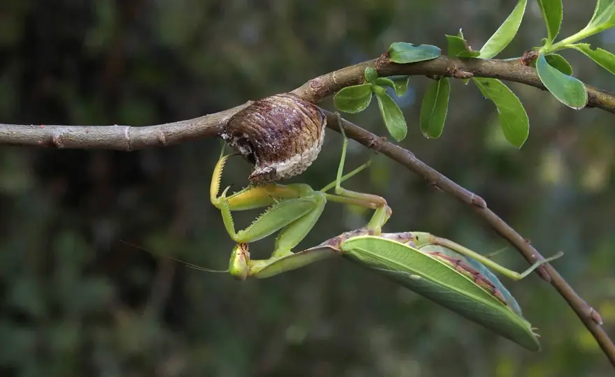 Mantide più grande del mondo - il record e le specie giganti