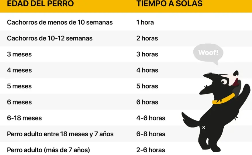 ¿Cuánto tiempo dejar a tu perro solo? Guía sin estrés