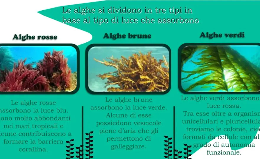 Alghe marine verdi, brune e rosse - usi e cautele