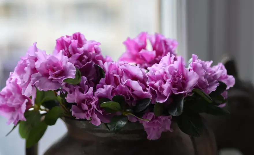 Azalea - Så får du den att blomstra länge & räddar din planta