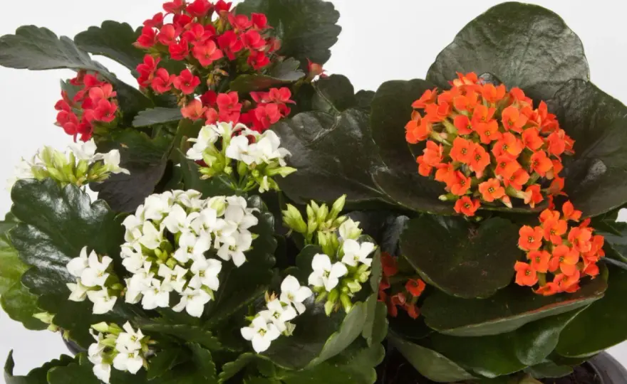 Czy kalanchoe przetrwa w ogrodzie? Warunki uprawy i pielęgnacji na zewnątrz