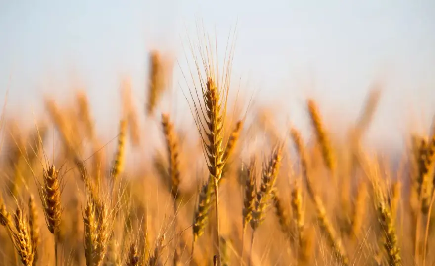 Blé d'hiver ou de printemps - Comprendre pour mieux choisir