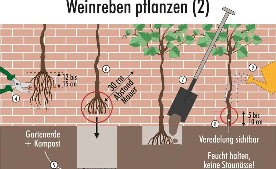 Weinrebe pflanzen - Standort, Sorten und Pflege im Garten