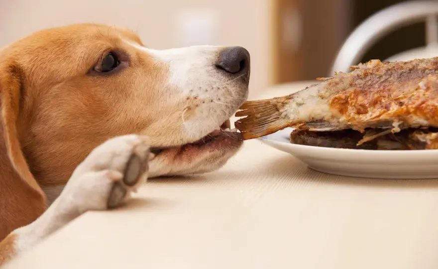Can Dogs Eat Fish? Safe Prep & What to Avoid