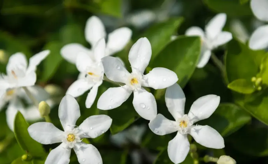 Jasmin - Pourquoi il ne fleurit pas et comment le faire fleurir