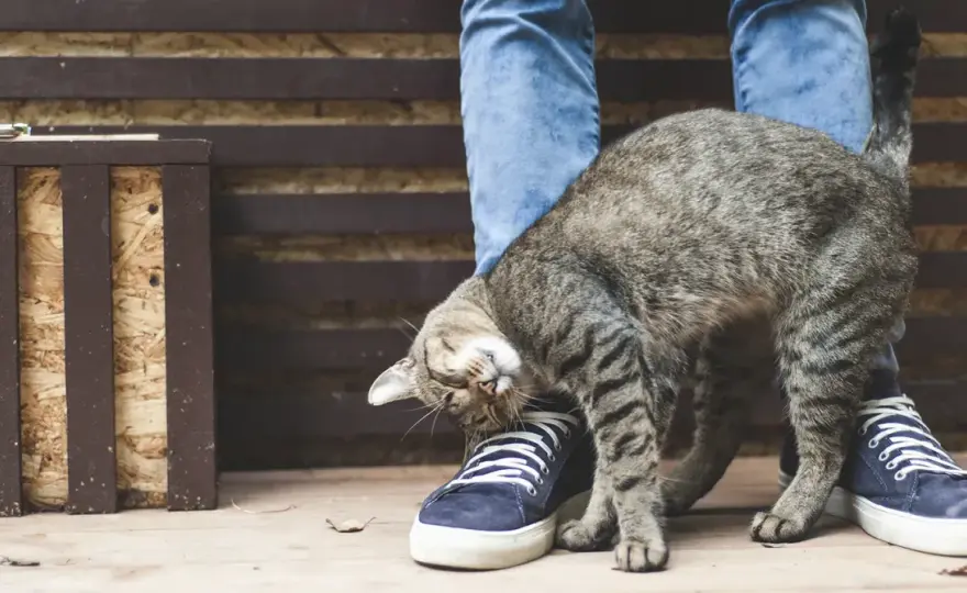 Feromonas para gatos - ¿Funcionan de verdad?