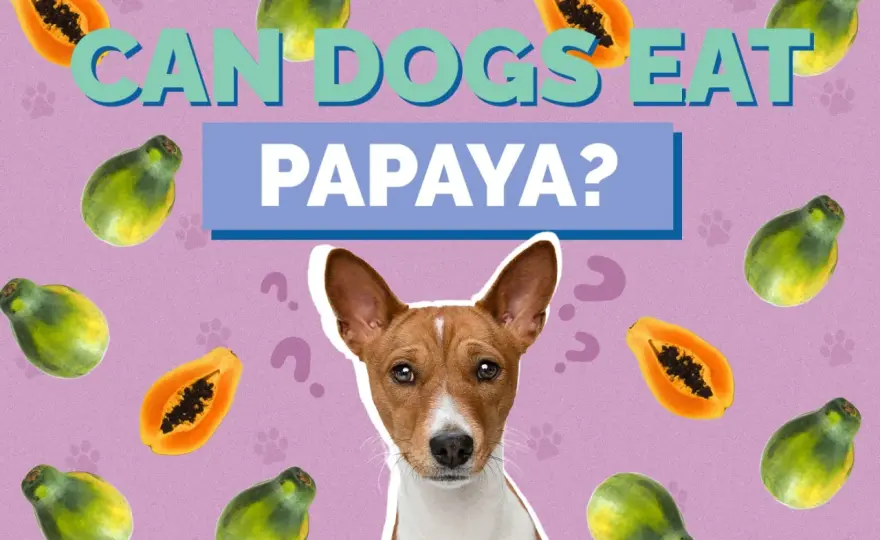 Can Dogs Eat Papaya? Safe Guide for Your Pet