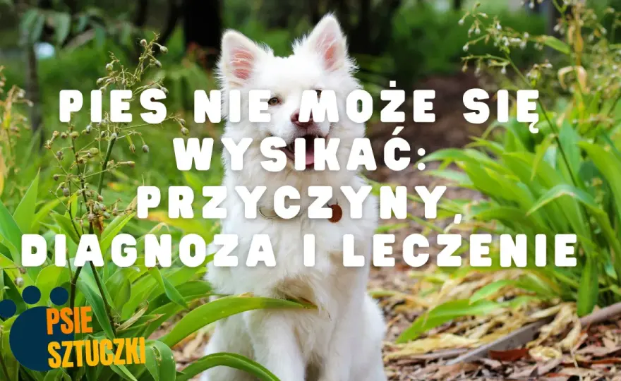 Co robić, gdy pies nie może się wysikać lub wypróżnić: porady i przyczyny