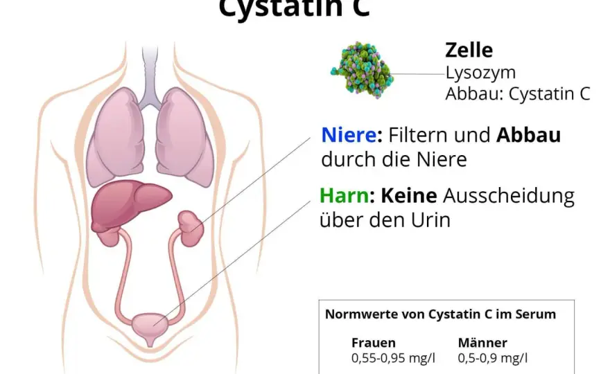 Cystatin C verstehen - was der Wert über die Nieren sagt