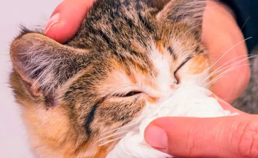 Gato con mocos y respira mal - ¿Cuándo es grave?