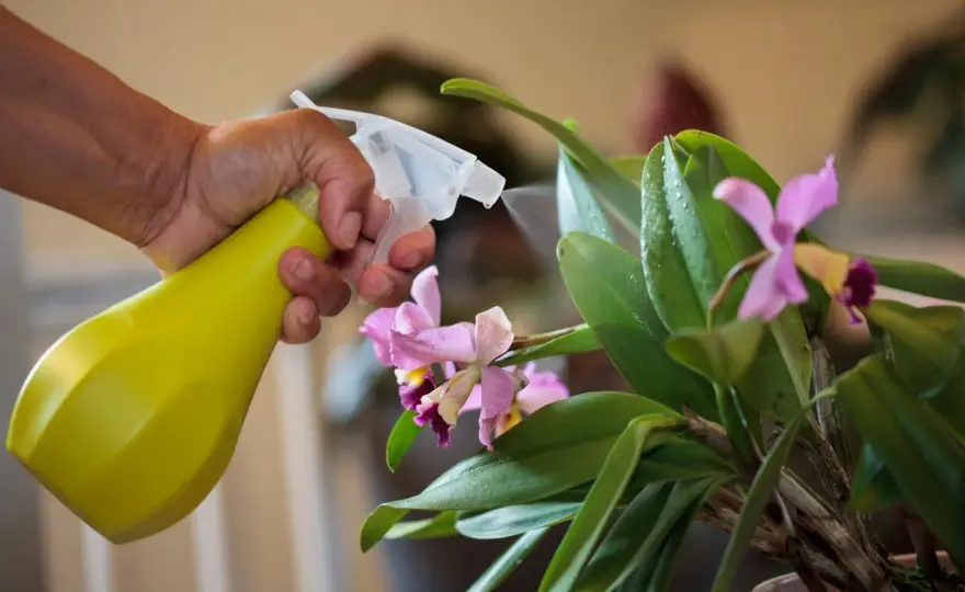 Orchidée en intérieur - les gestes pour la faire refleurir