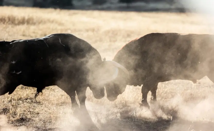Ganadería Los Ronceles - Así se cría un toro bravo en Jaén