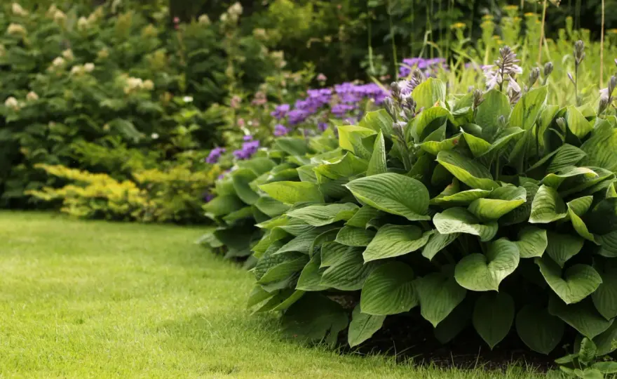 Välj rätt hosta - Så lyckas du med funkia i din trädgård