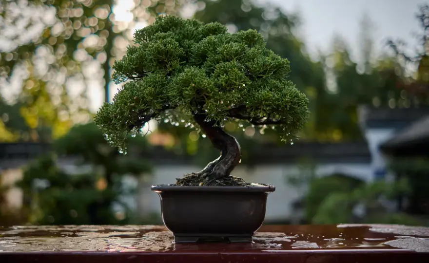 Cuidado bonsái - Lo esencial para un árbol sano y feliz