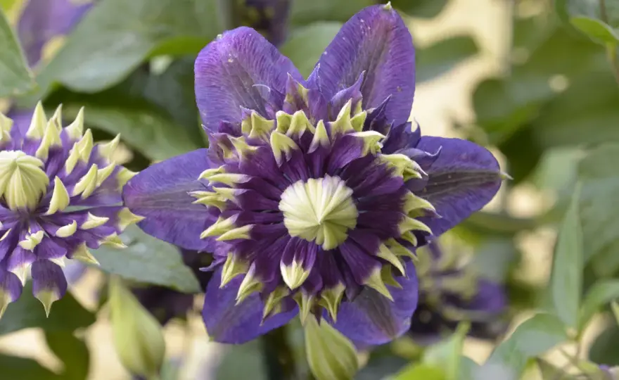 Klematis i kruka - Så lyckas du med frodig blomning!
