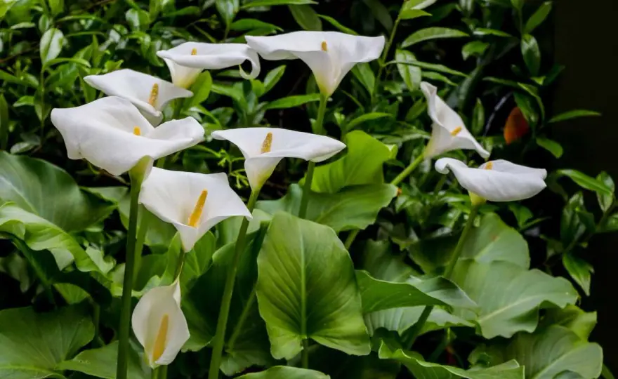 Calla Arum - Le guide complet pour une floraison parfaite
