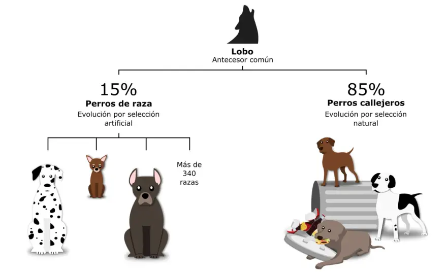 Evolución del Perro - Claves para una Mejor Convivencia