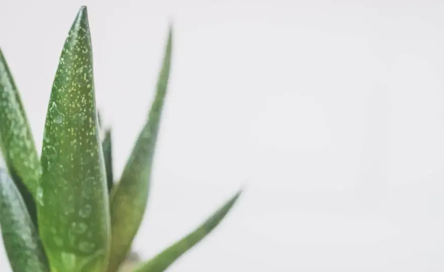 Jak podlewać aloes? - Rzadziej znaczy lepiej!