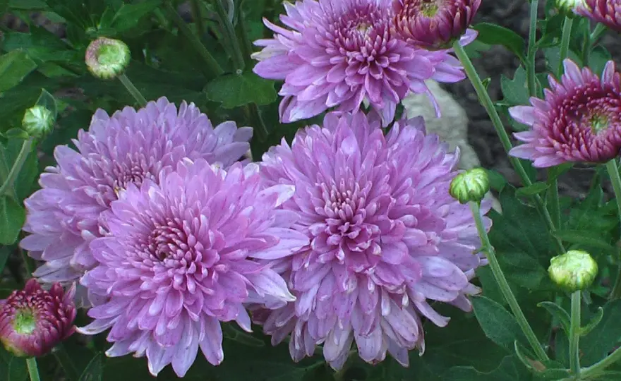 Krysantemum ute - Så lyckas du med höstblomningen