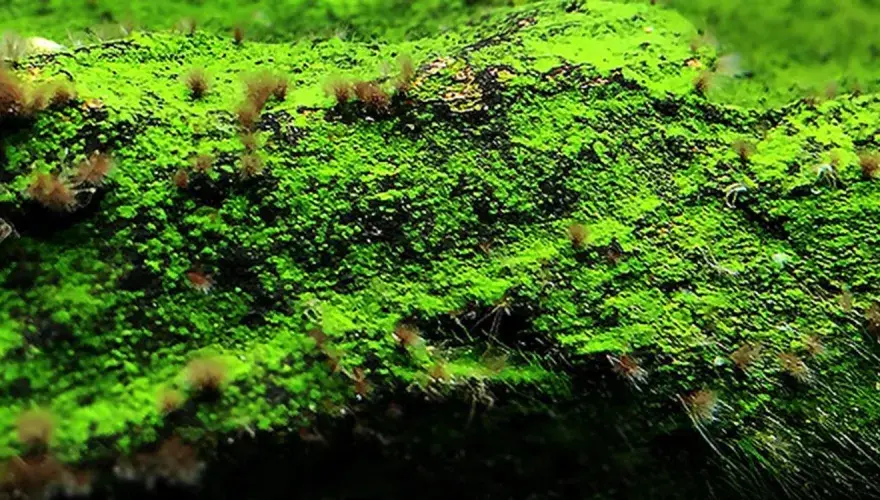 Skuteczne metody usuwania krasnorostów z akwarium - poradnik